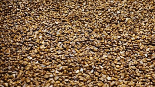 brown dried leaves on ground