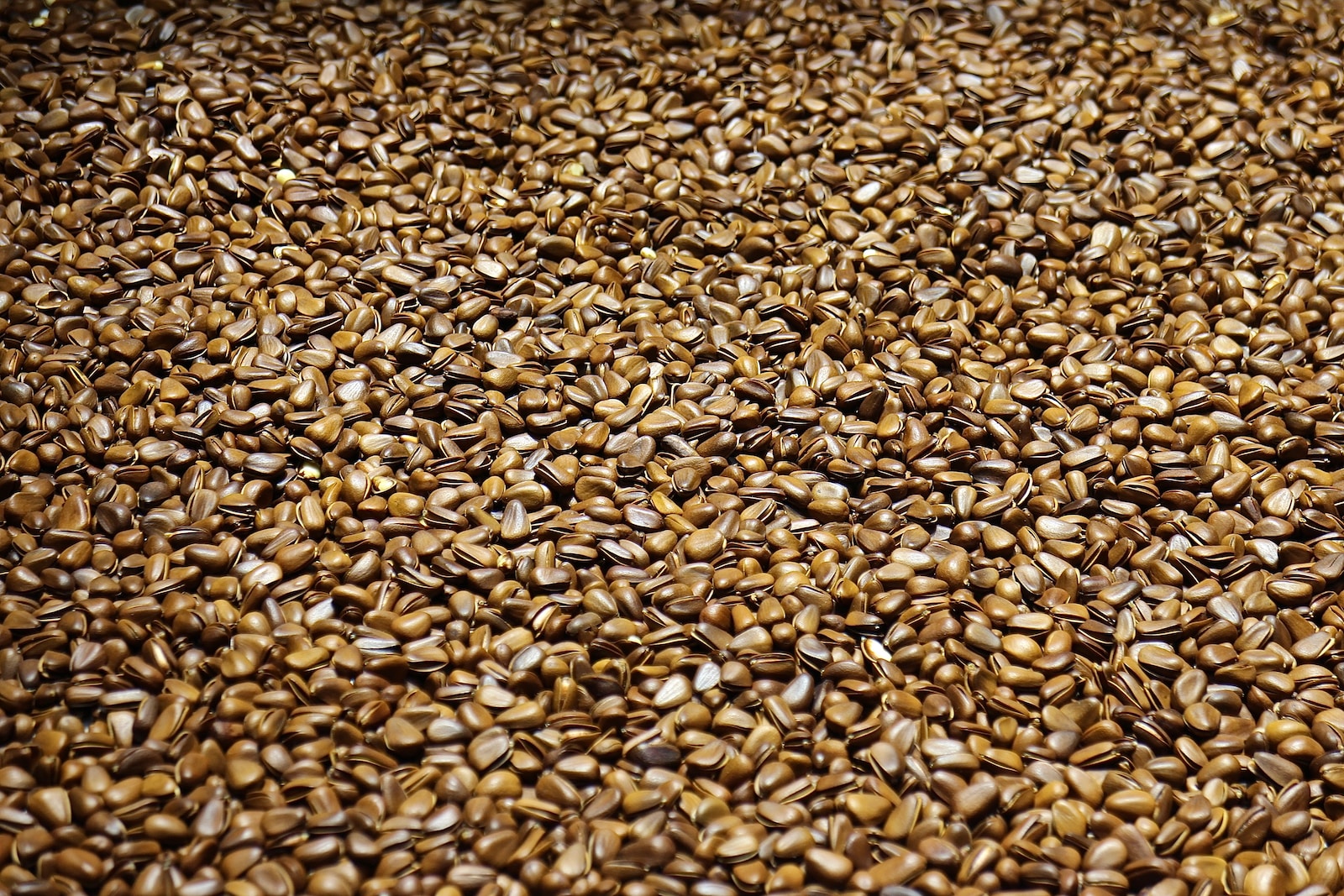 brown dried leaves on ground