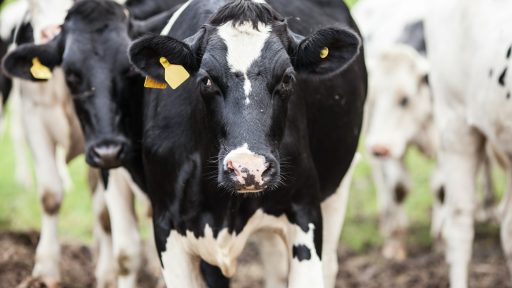 selective focus photography of cow