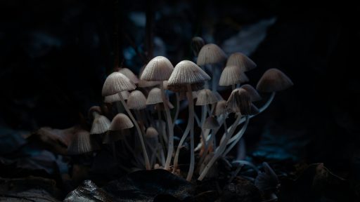 brown mushroom