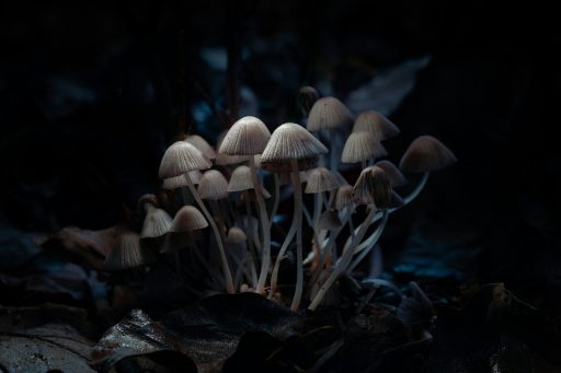 brown mushroom