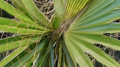 james, palm fronds, washington palm, fan palm, light green, plug, white fiber, leaves, california washingtonpalme, washingtonia filifera, nature, multi threaded washingtonie, palm, threads, coryphoideae, palm trees, arecaceae, carpal mate leaves, fan shaped, leaf ribs, biodata, palm tree, plant, palm fan, close up, flora, botany, sheet threads, fibers, papyrus like, chinese hanfpalme, trachycarpus fortunei, hemp palm, trachycapu fortunei