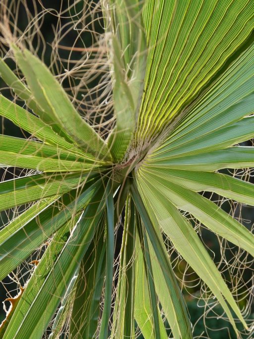 james, palm fronds, washington palm, fan palm, light green, plug, white fiber, leaves, california washingtonpalme, washingtonia filifera, nature, multi threaded washingtonie, palm, threads, coryphoideae, palm trees, arecaceae, carpal mate leaves, fan shaped, leaf ribs, biodata, palm tree, plant, palm fan, close up, flora, botany, sheet threads, fibers, papyrus like, chinese hanfpalme, trachycarpus fortunei, hemp palm, trachycapu fortunei