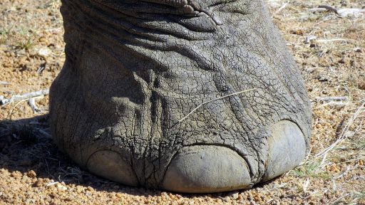 Close-up van een voet waarbij een ingegroeide teennagel zichtbaar is langs de nagelrand van de grote teen