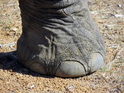 Close-up van een voet waarbij een ingegroeide teennagel zichtbaar is langs de nagelrand van de grote teen